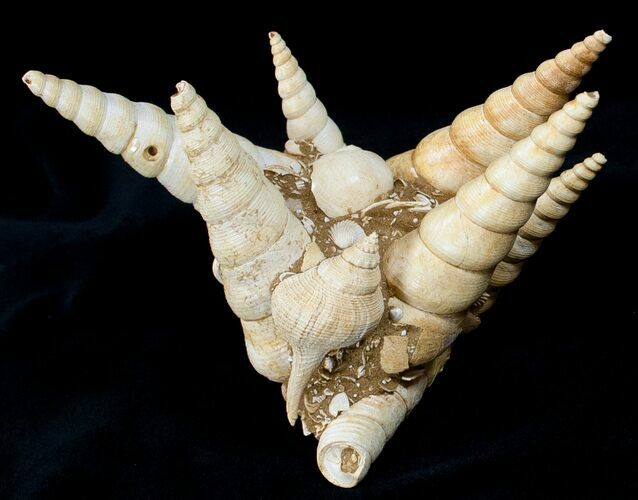 Fossil Gastropod (Haustator) Cluster - Damery, France #12314